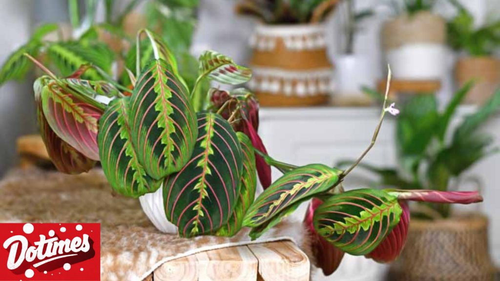 Red Prayer Plant