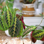 Red Prayer Plant